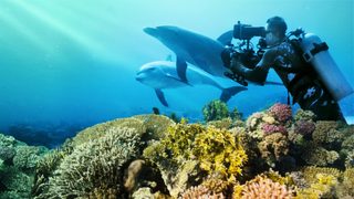Diving with Dolphins still 2