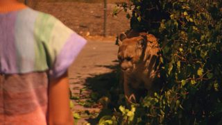 Wild Tigers I Have Known still 8