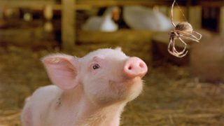 Charlotte's Web still 2