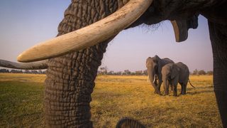 Into the Okavango still 3