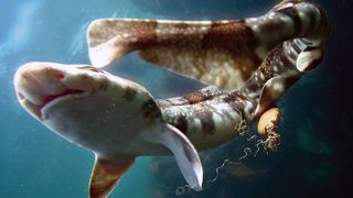 My Octopus Teacher still 8