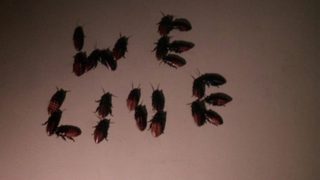 Bug still 2