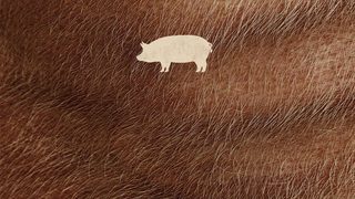 Pig still 4