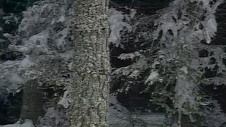 The Chronicles of Narnia: The Lion, the Witch & the Wardrobe still 7