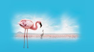 The Crimson Wing: Mystery of the Flamingos still 2
