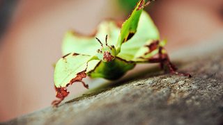 Little Matters: Insects still 1