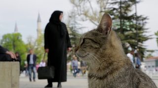 Kedi still 6