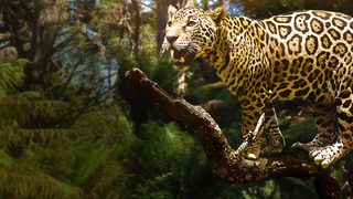 Jungle Cat still 1