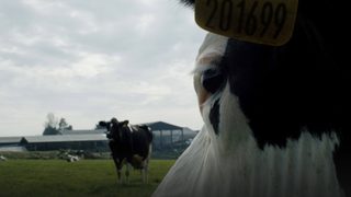 Cow still 2