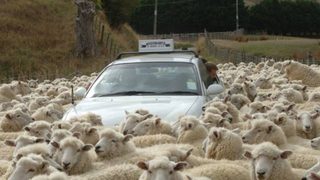 Black Sheep still 3
