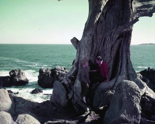 A Summer Place still 3