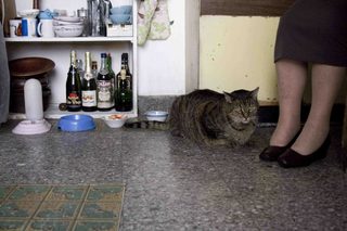 Old Cats still 8
