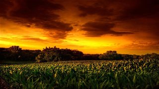 Children of the Corn II: The Final Sacrifice still 3
