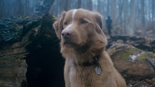 Good Boy still 8