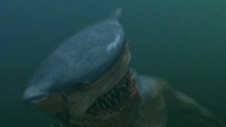 Hammerhead still 2
