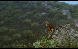 The Holy Innocents still 8