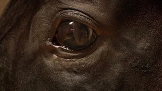 Orphan Horse still 1