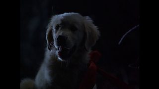 Napoleon still 3