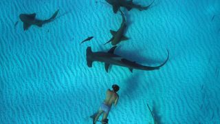 Sharkwater Extinction still 5
