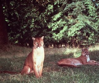 Run, Cougar, Run still 1