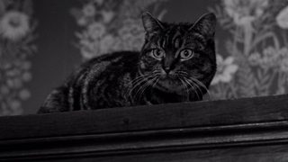 The Shadow of the Cat still 1