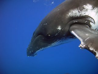 Dolphins and Whales 3D: Tribes of the Ocean still 7