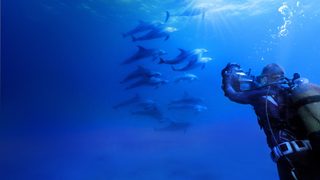 Diving with Dolphins still 5