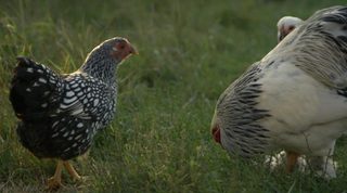 Chicken People still 7