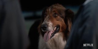 Rescued by Ruby still 4