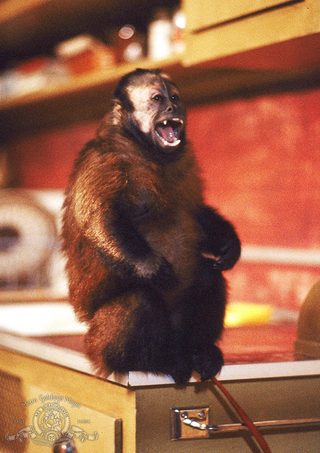 Monkey Shines still 5