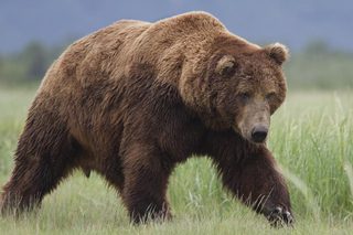 Bears still 2