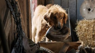 A Dog's Purpose still 2