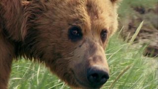 Grizzly Man still 6