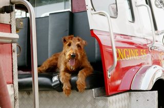 Firehouse Dog still 6
