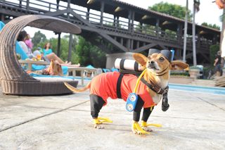 Beverly Hills Chihuahua 3 - Viva La Fiesta! still 6