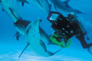 Dolphins and Whales 3D: Tribes of the Ocean still 2