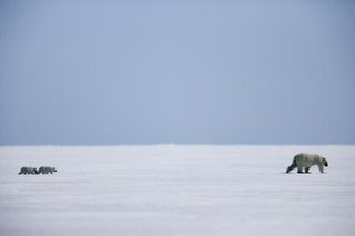 Arctic Tale still 1