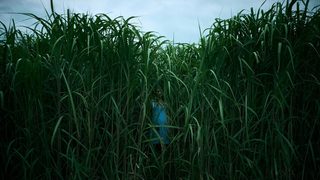 In the Tall Grass still 6