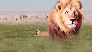 The African Lion still 3