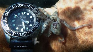 My Octopus Teacher still 3