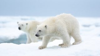 Polar Bear still 2