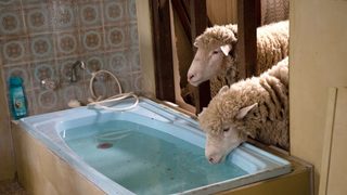 Rams still 4