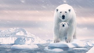 Polar Bear still 4