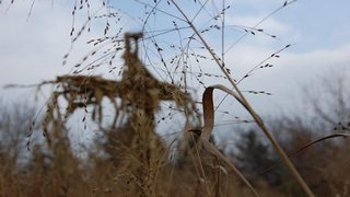 Children of the Corn IV: The Gathering still 1