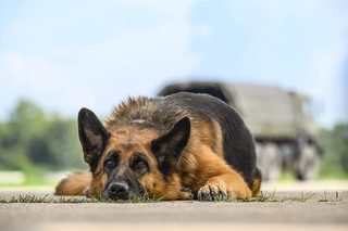A Dog Named Palma still 6
