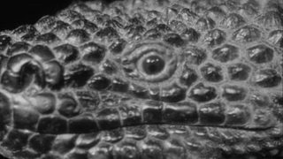 The Giant Gila Monster still 1