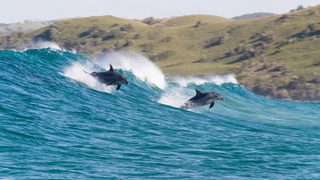 Dolphin Reef still 3