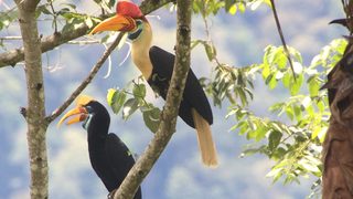 Arjan's Big Year still 4