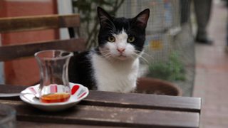 Kedi still 7