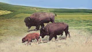 The Vanishing Prairie still 5